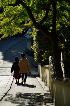 円覚寺　青もみじ　秋の日差しと影