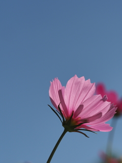 秋桜