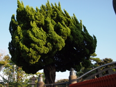 鶴岡八幡宮　ビャクシン　太鼓橋