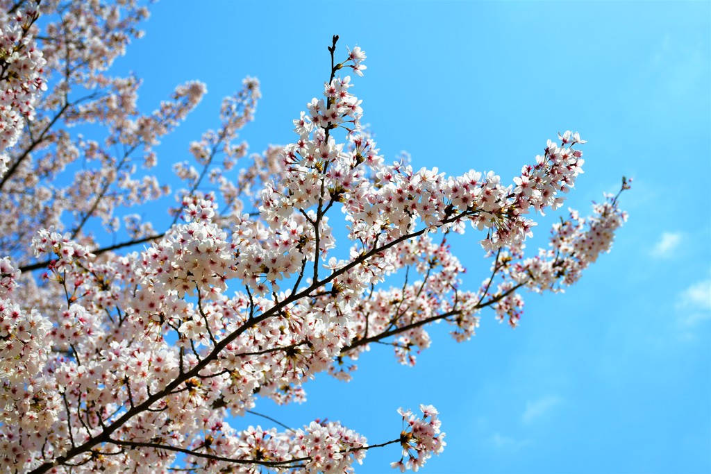 さくら2
