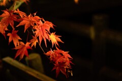 紅葉2019（2）