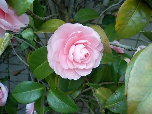 名残の山茶花