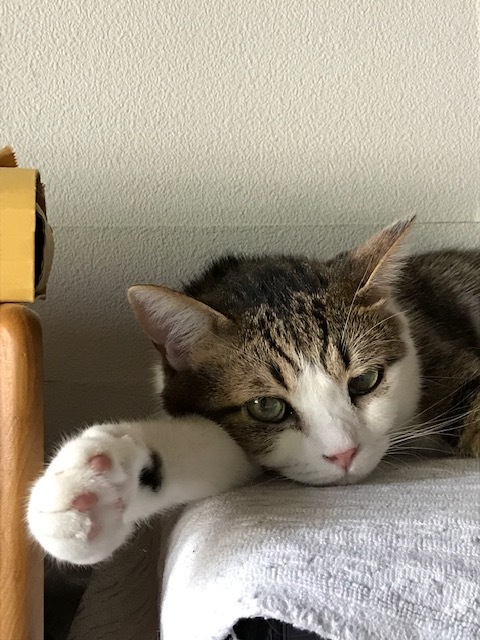 じゃんけん