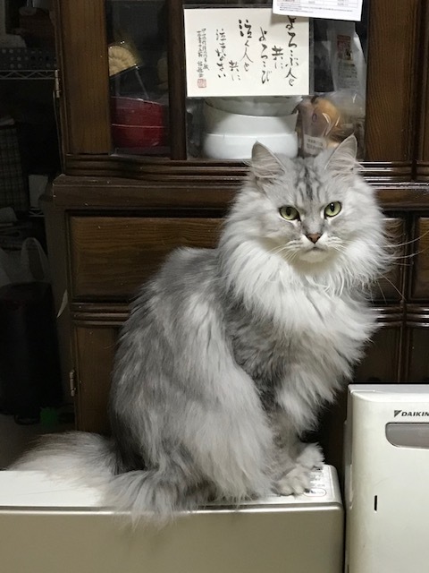 ルーク