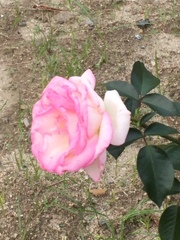 海田基地の薔薇
