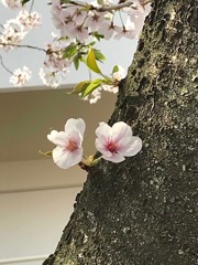 修道院の桜