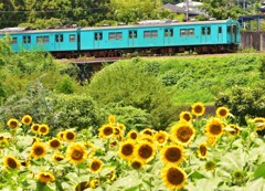 登走老兵と向日葵　