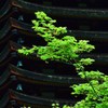 緑映