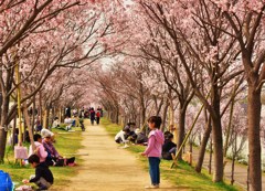 桜道