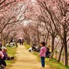 桜道