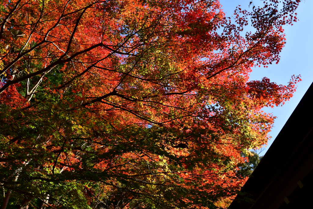 空を燃やす