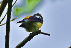 夏鳥