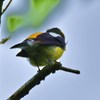 夏鳥