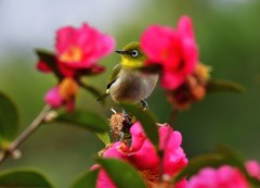 花中
