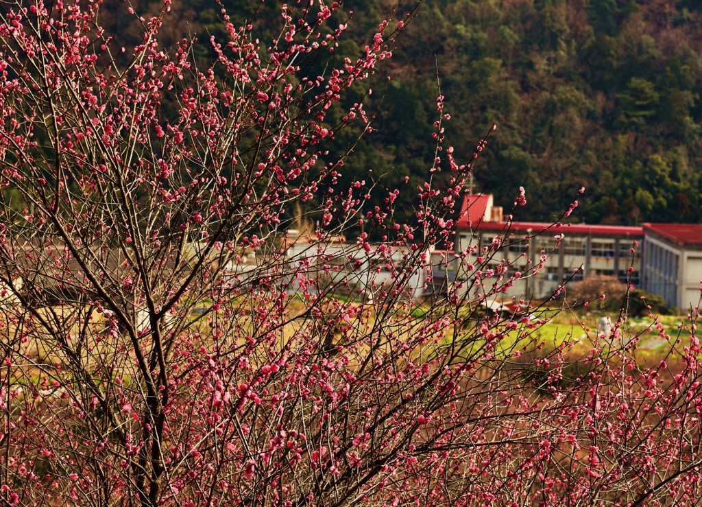 学舎