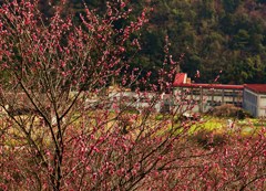 学舎