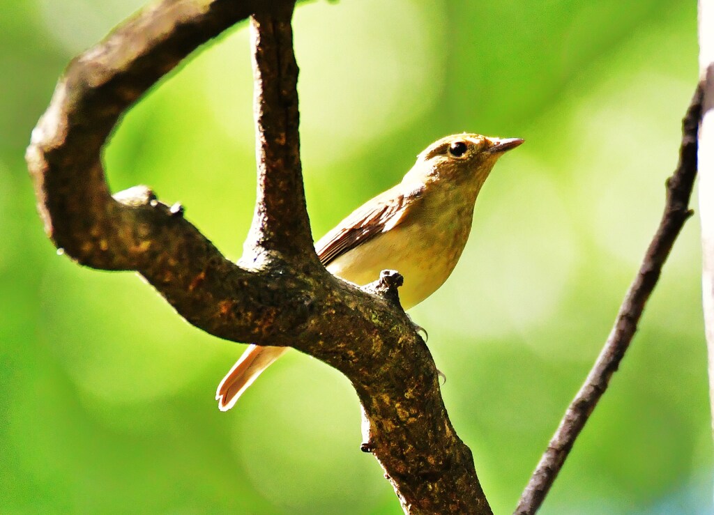 キビタキ♀