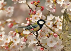 桜鳥