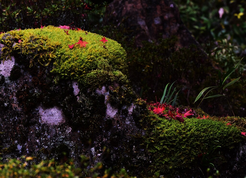 苔に紅