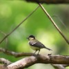 幼鳥