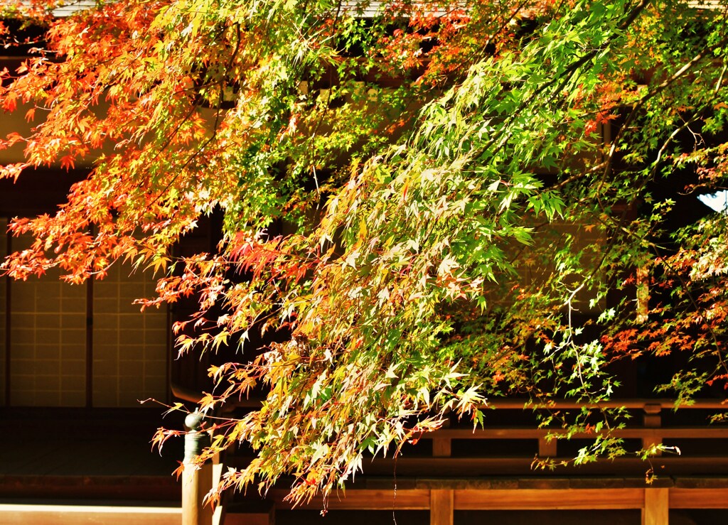 紅照