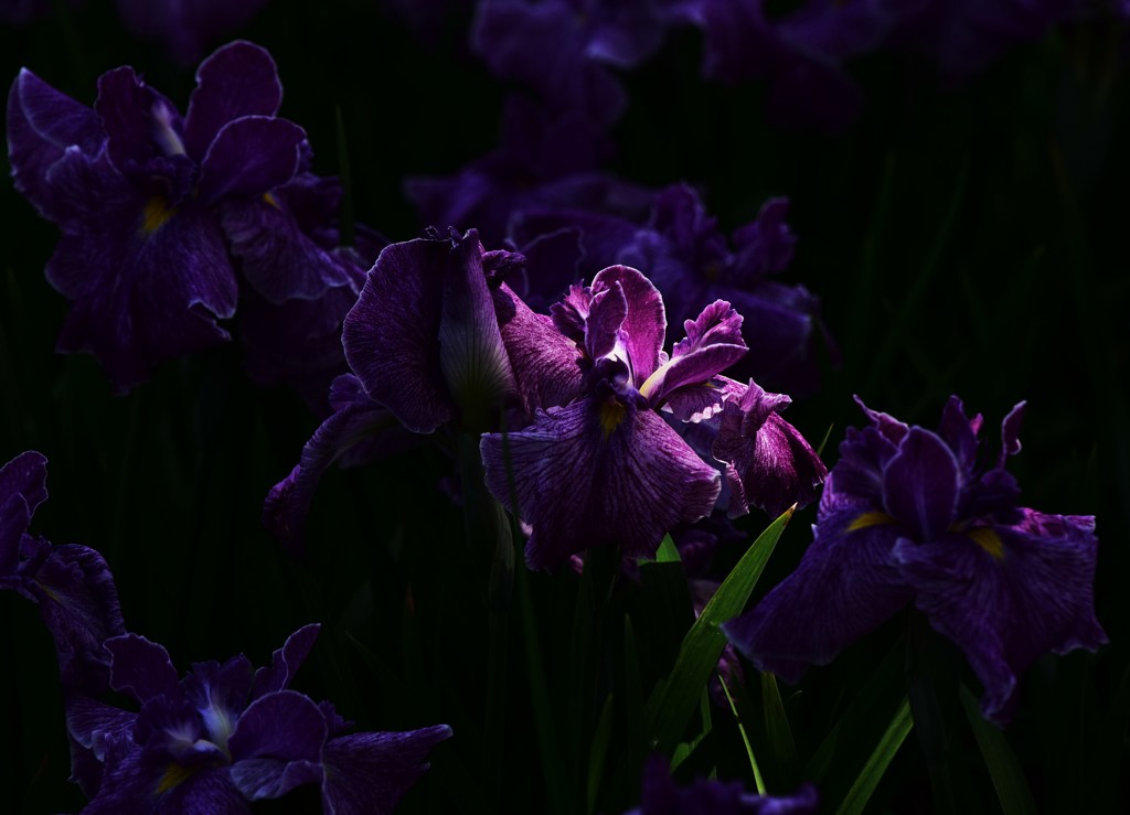 陽花