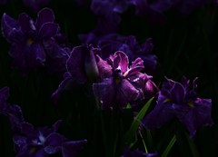陽花