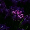 陽花