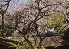 屋根映え