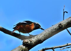 食欲