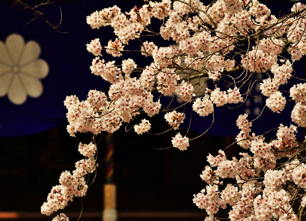 桜玉