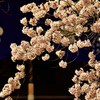 桜玉