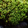 苔色