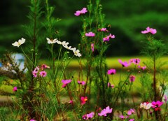 里の花