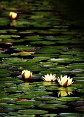 花照