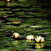 花照
