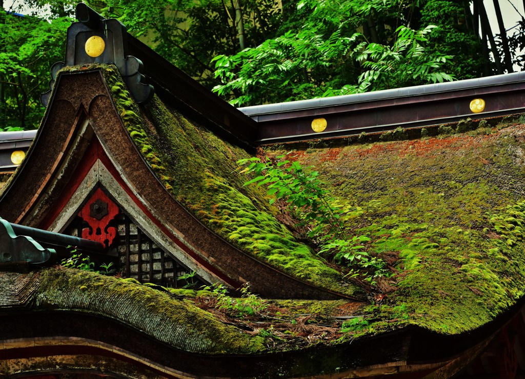 屋緑