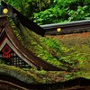 屋緑