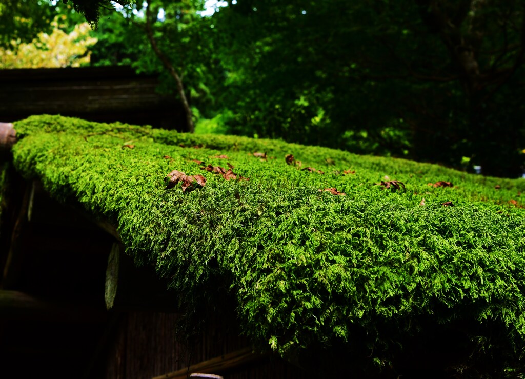 苔の群れ