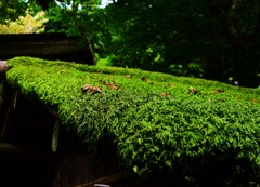 苔の群れ