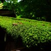 苔の群れ
