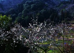 里山