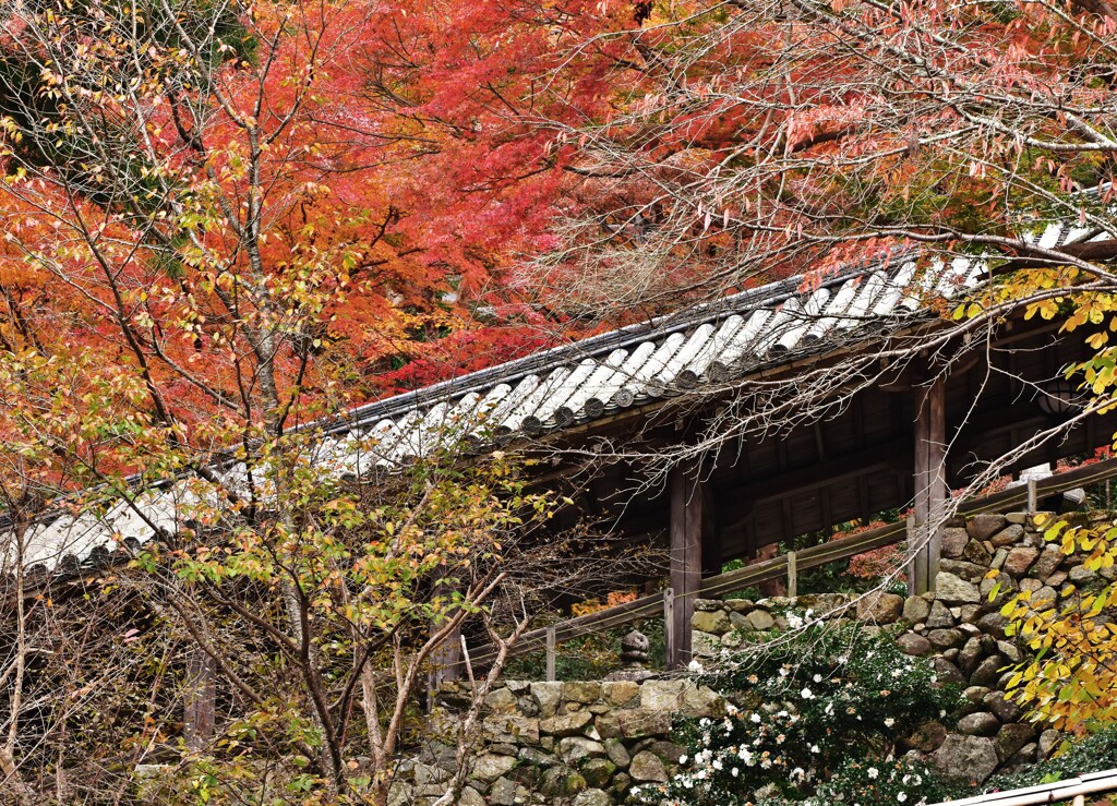 紅降る階段