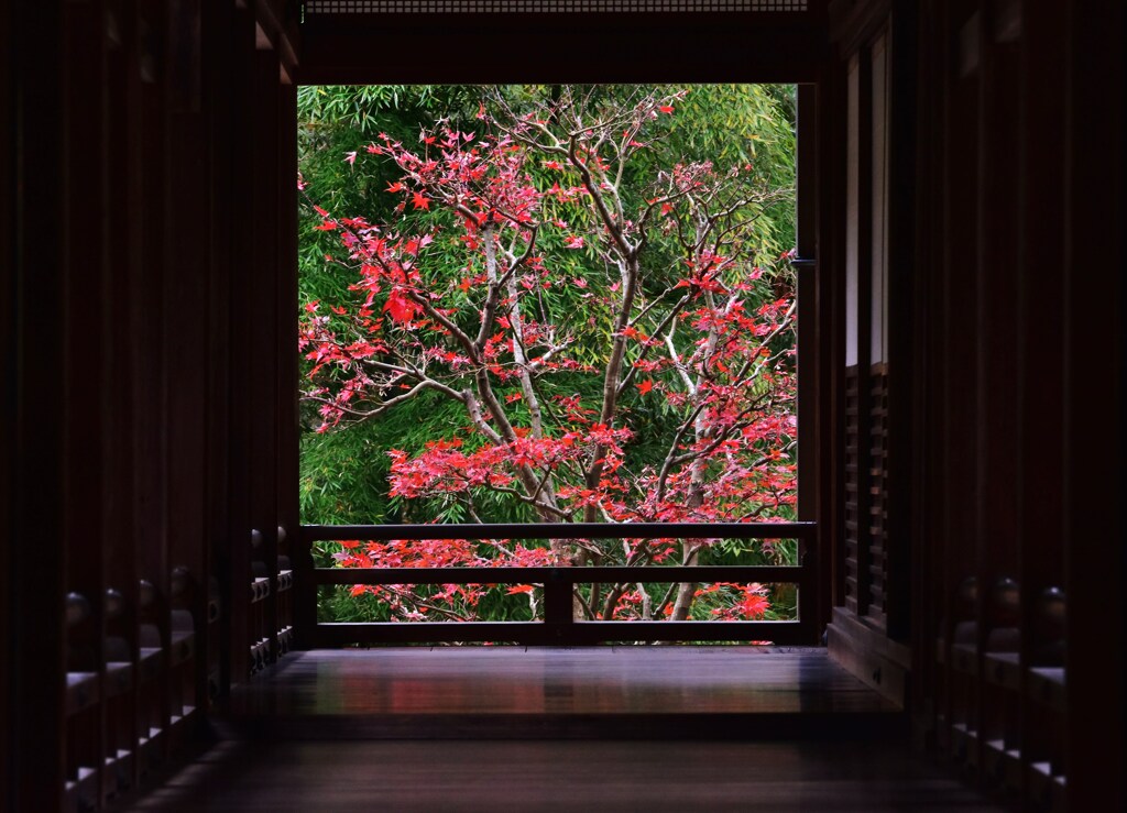 朱光