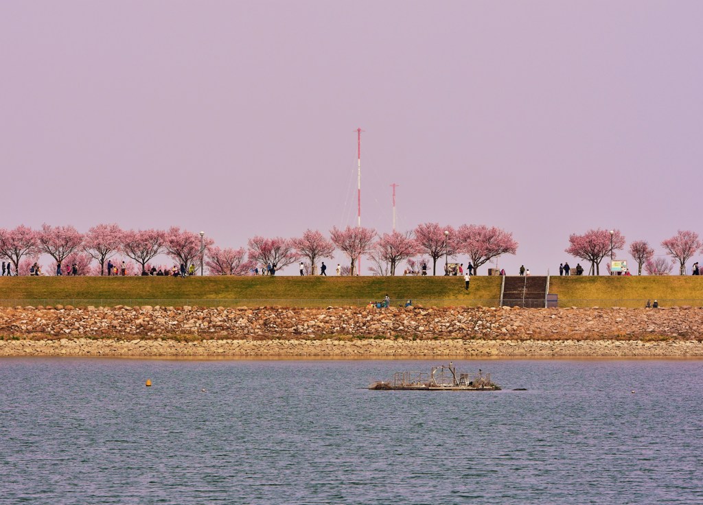 桜堤