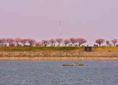 桜堤