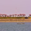 桜堤