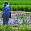 華と花