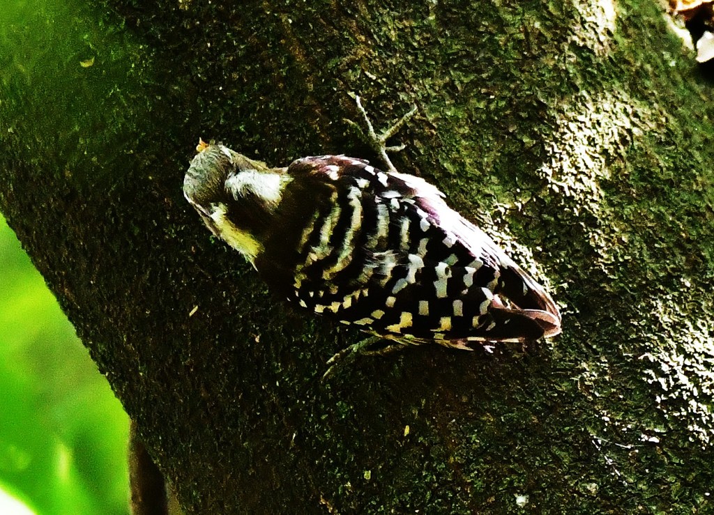擬態