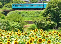 去走老兵と向日葵　